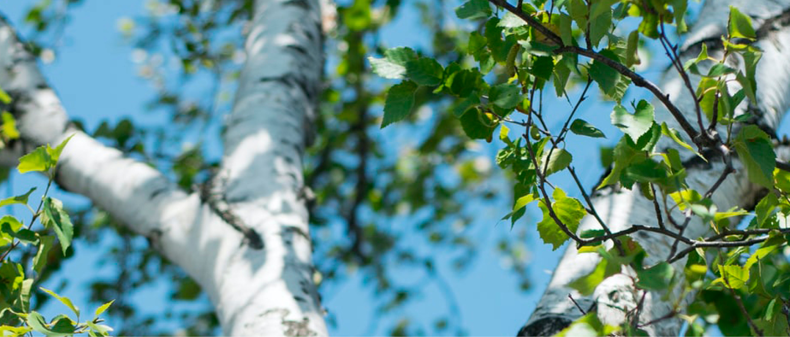 Workshop_Cover_Baum_1170x500px_b
