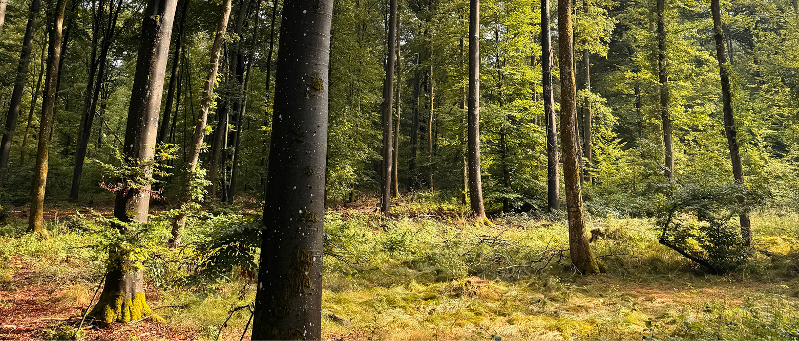 suse-schumacher-fruehling-schwanberg-4